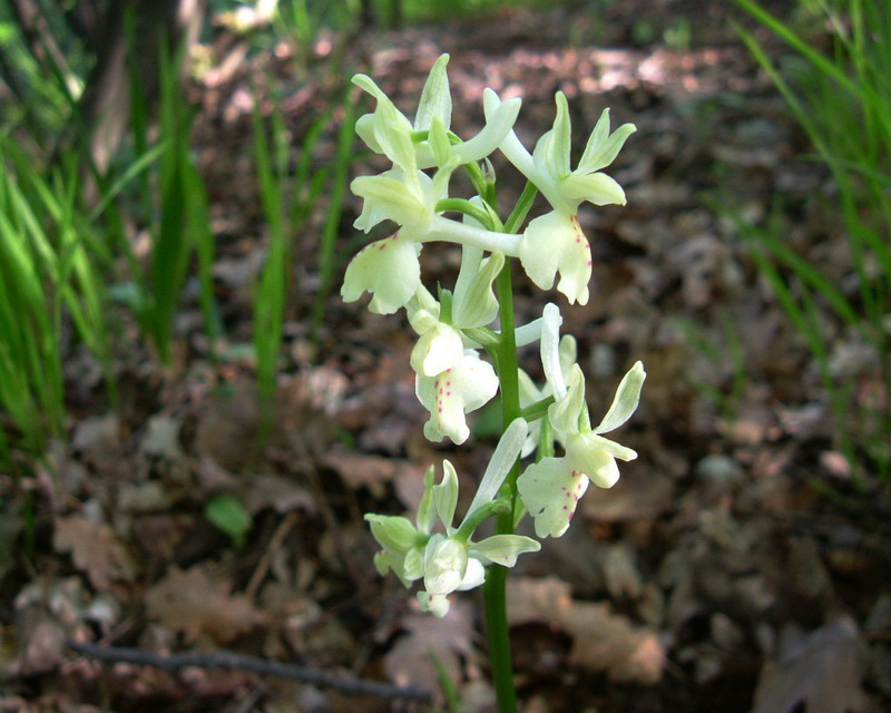 Orchis provincialis